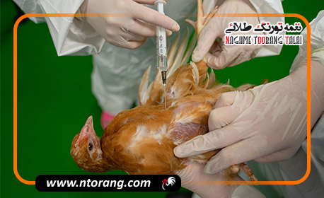 واکسیناسیون گسترده طیور در کهگیلویه و بویراحمد؛ ایمن‌سازی بیش از ۵ میلیون قطعه طیور